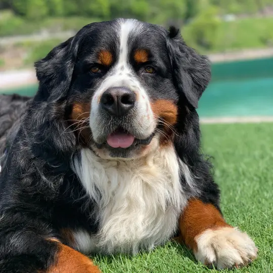 Daiki il Bodyguard Bovaro del Bernese