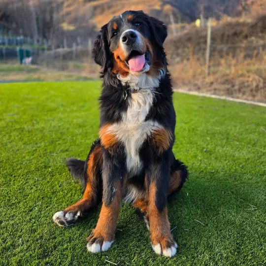 Daiki il Bodyguard Bovaro del Bernese
