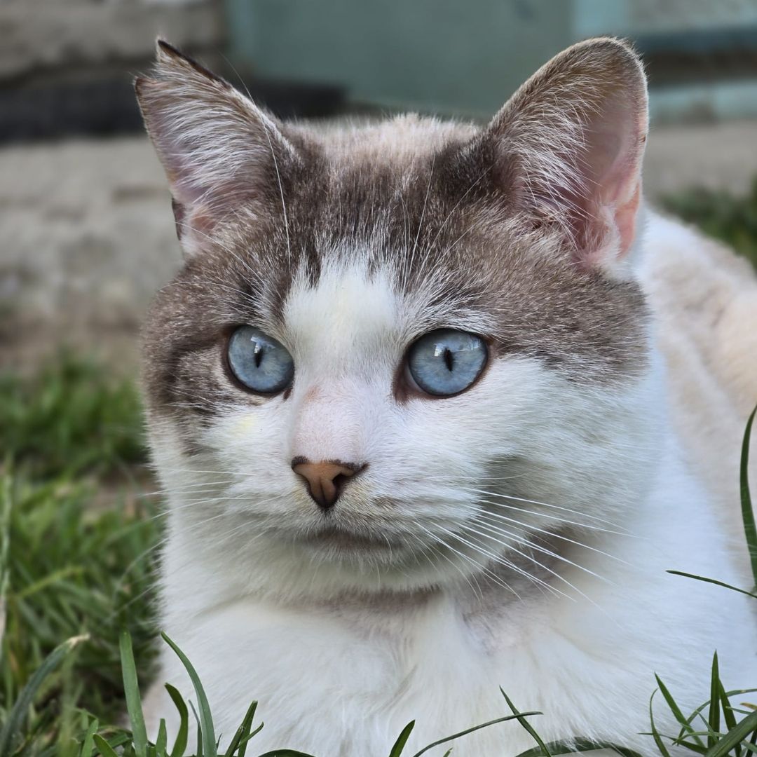 Ritratto della dottoressa Patrizia Pircher con i suoi animali domestici