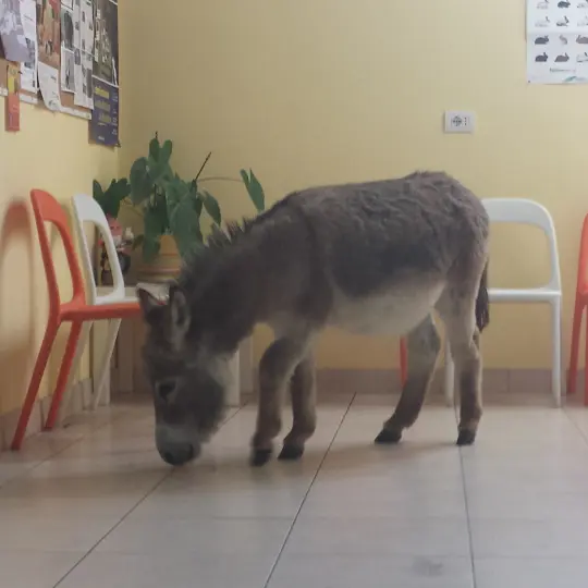 Ritratto della dottoressa Patrizia Pircher con i suoi animali domestici