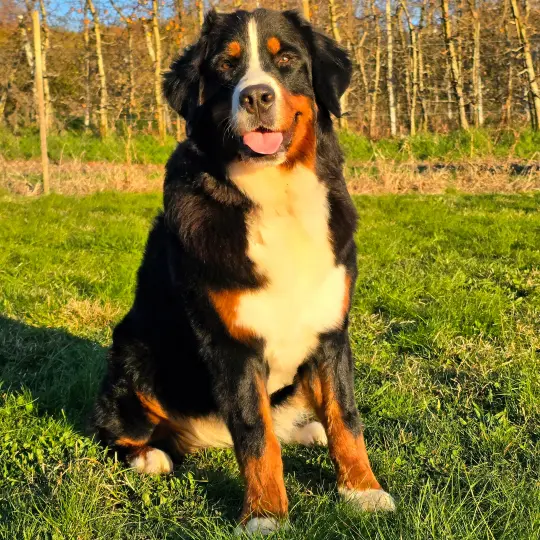 Daiki il Bodyguard Bovaro del Bernese